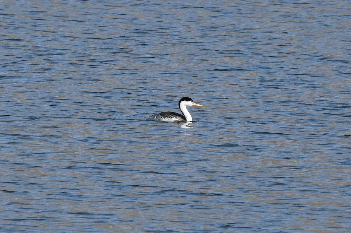 Clark's Grebe - ML636832540