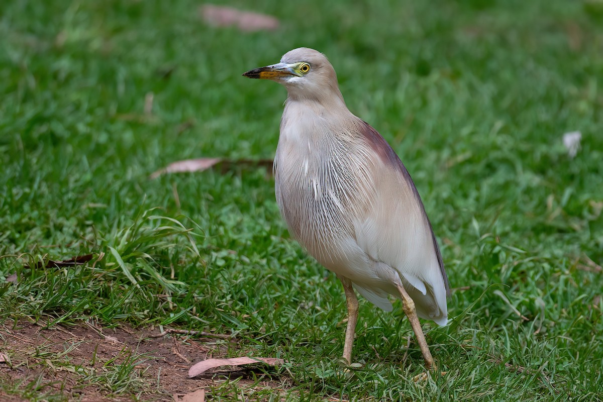 インドアカガシラサギ - ML636832542