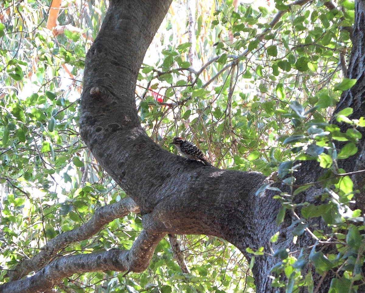 Nuttall's Woodpecker - ML636832569