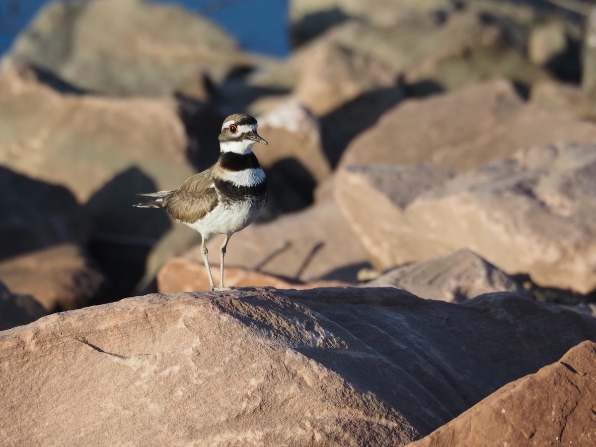 Killdeer - ML636832574