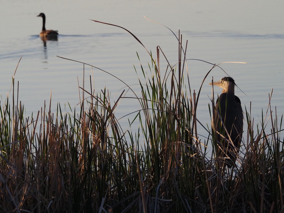 Great Blue Heron - ML636832598