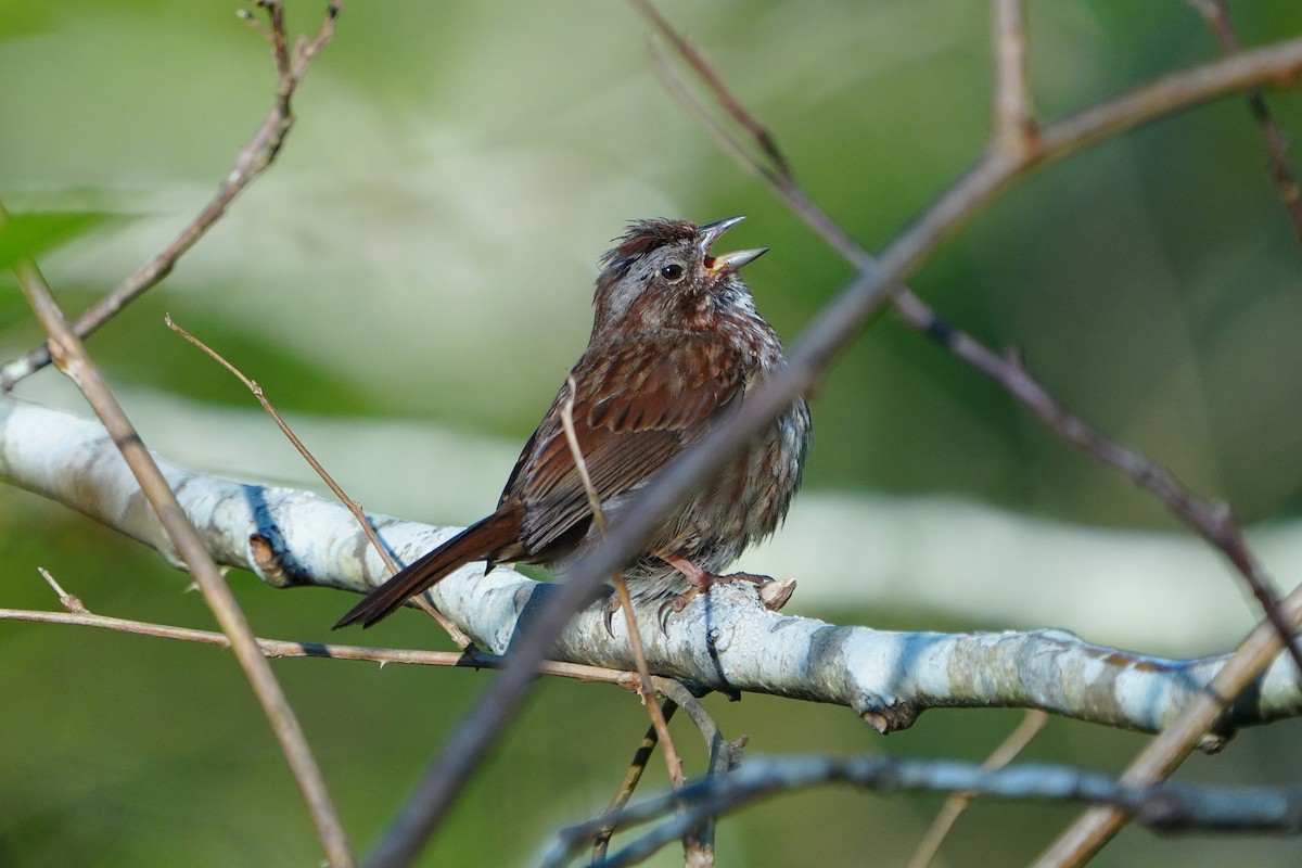 Song Sparrow - ML636832607