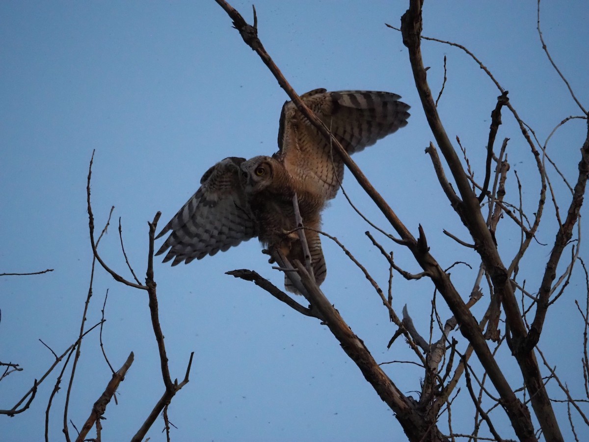 Great Horned Owl - ML636832620