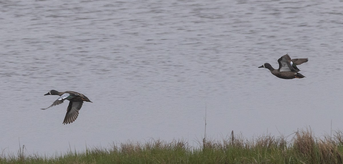 Blue-winged Teal - ML636832621