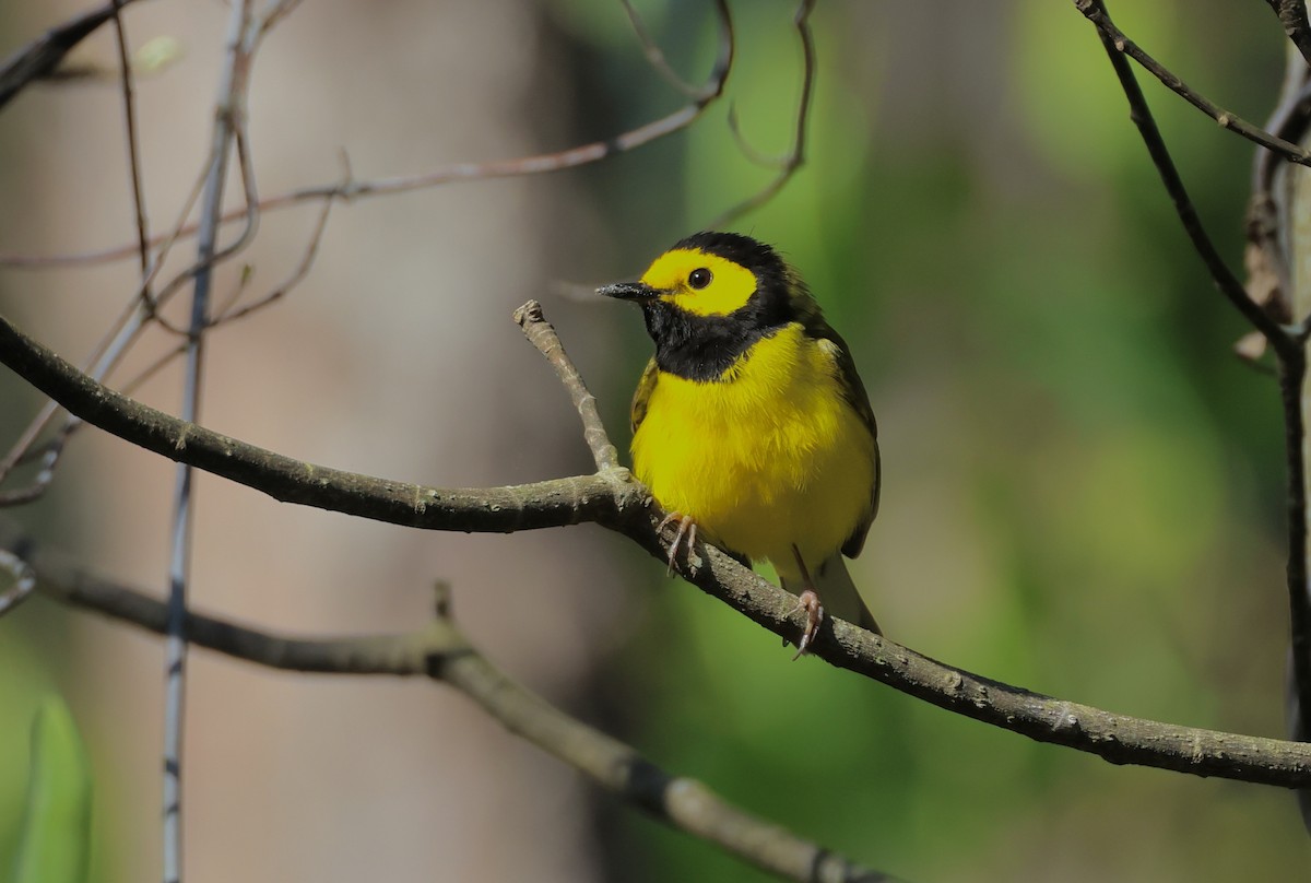 Hooded Warbler - ML636832629