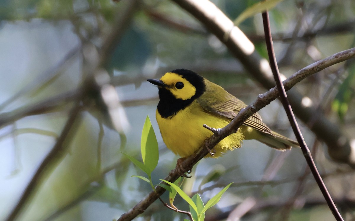 Hooded Warbler - ML636832640