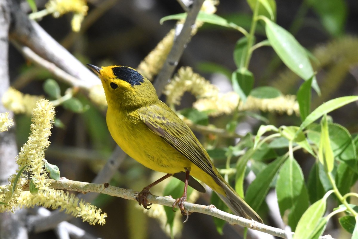 Wilson's Warbler - ML636832647