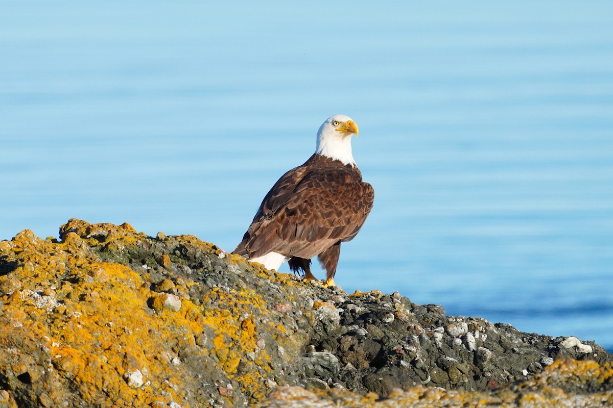 Bald Eagle - ML636832650