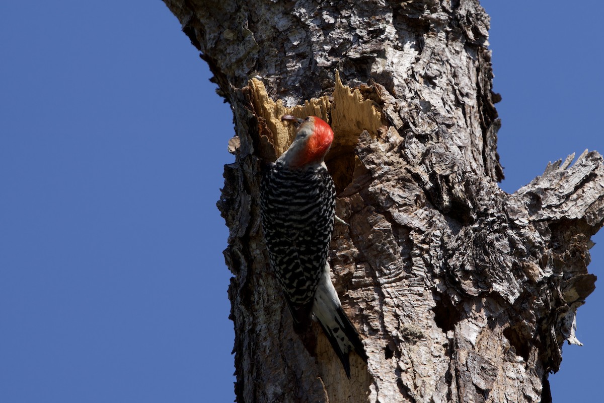 Red-bellied Woodpecker - ML636832691