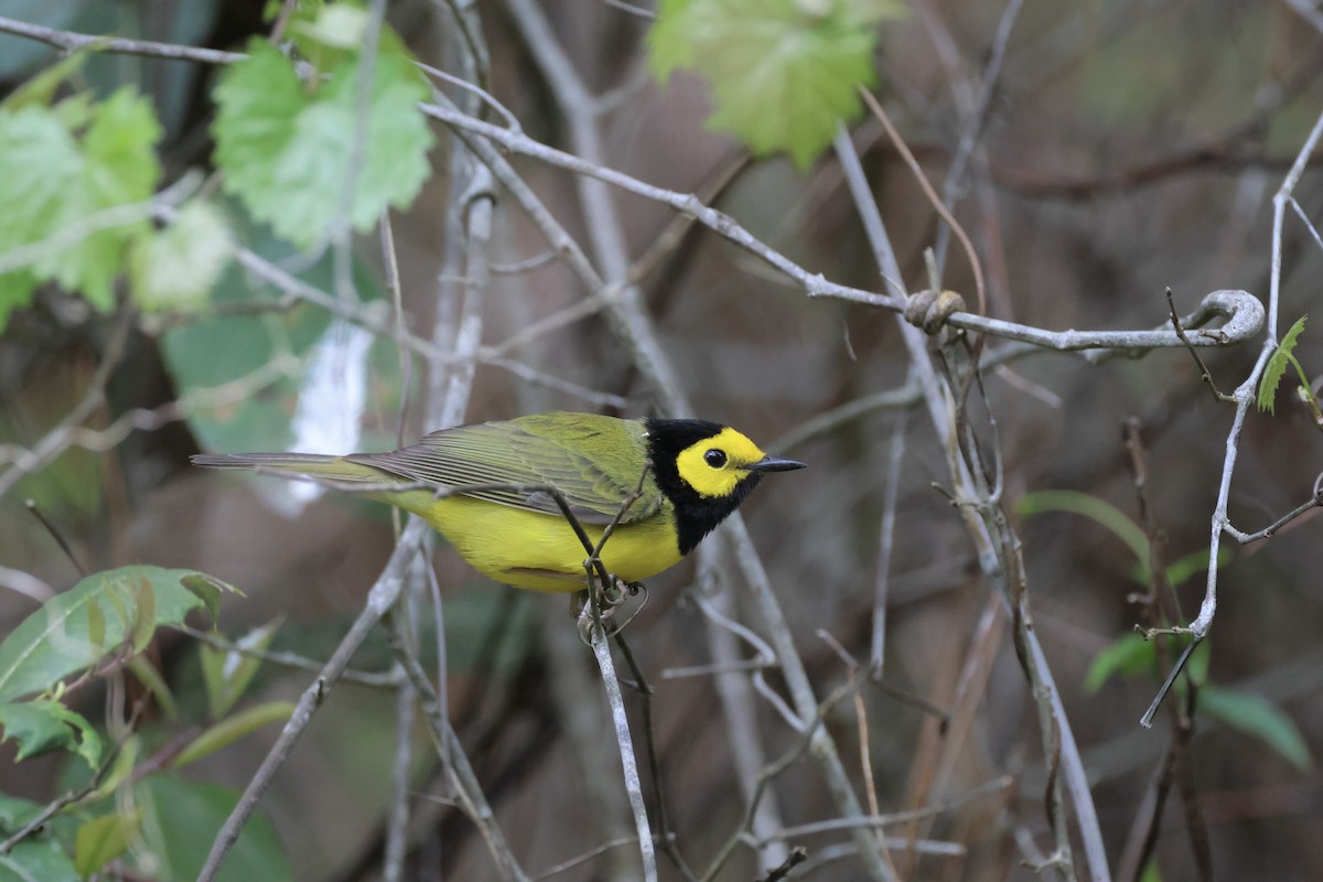 Hooded Warbler - ML636832721