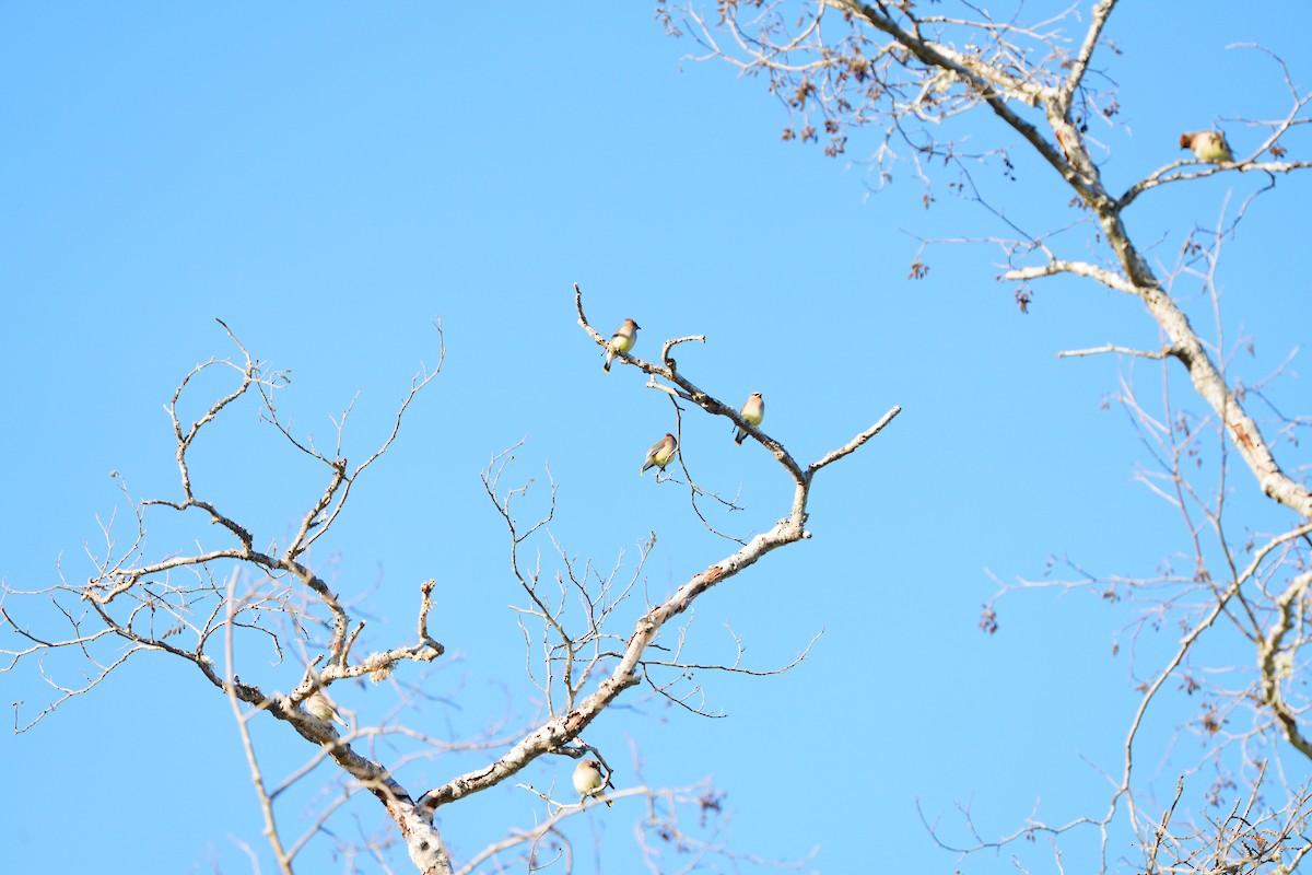 Cedar Waxwing - ML636832847