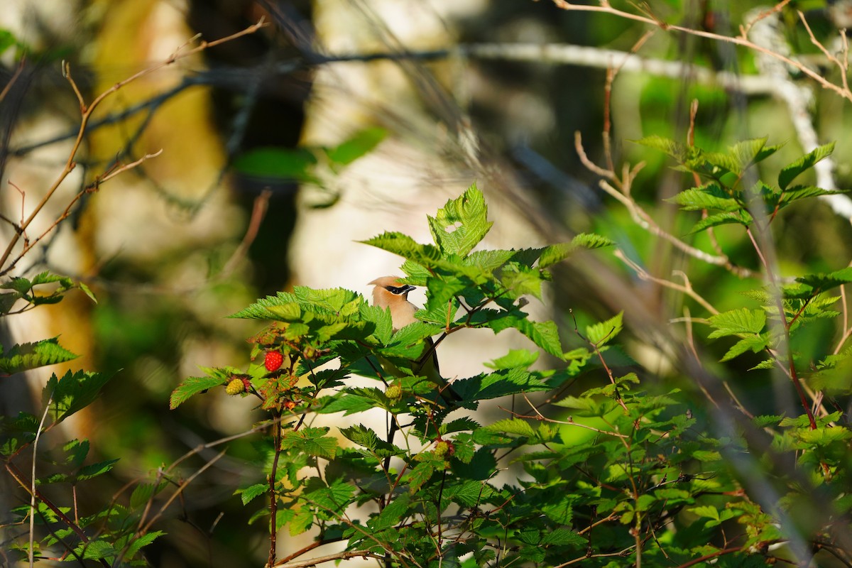 Cedar Waxwing - ML636832852