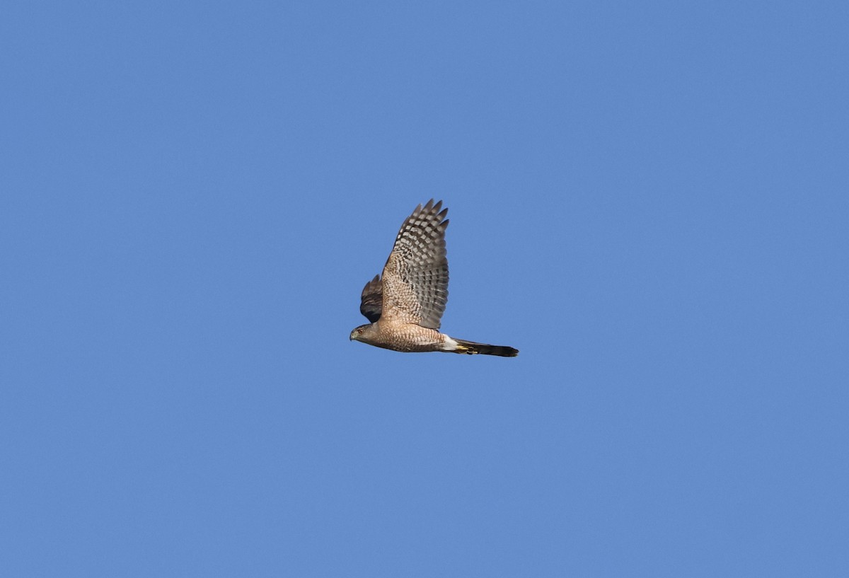 Cooper's Hawk - ML636832873