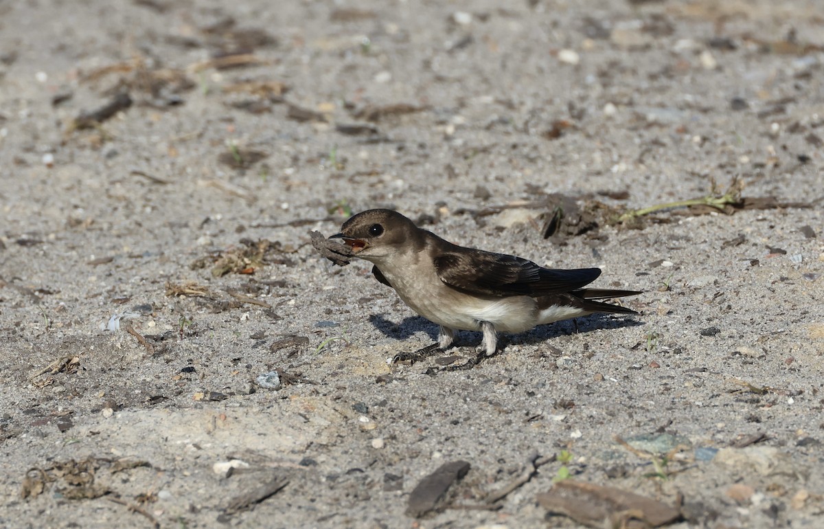 Northern Rough-winged Swallow - ML636832881