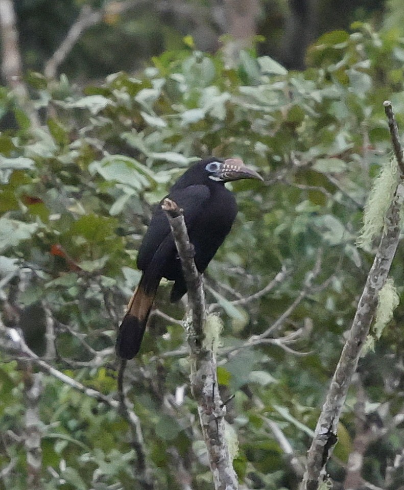 カオグロサイチョウ - ML636832991
