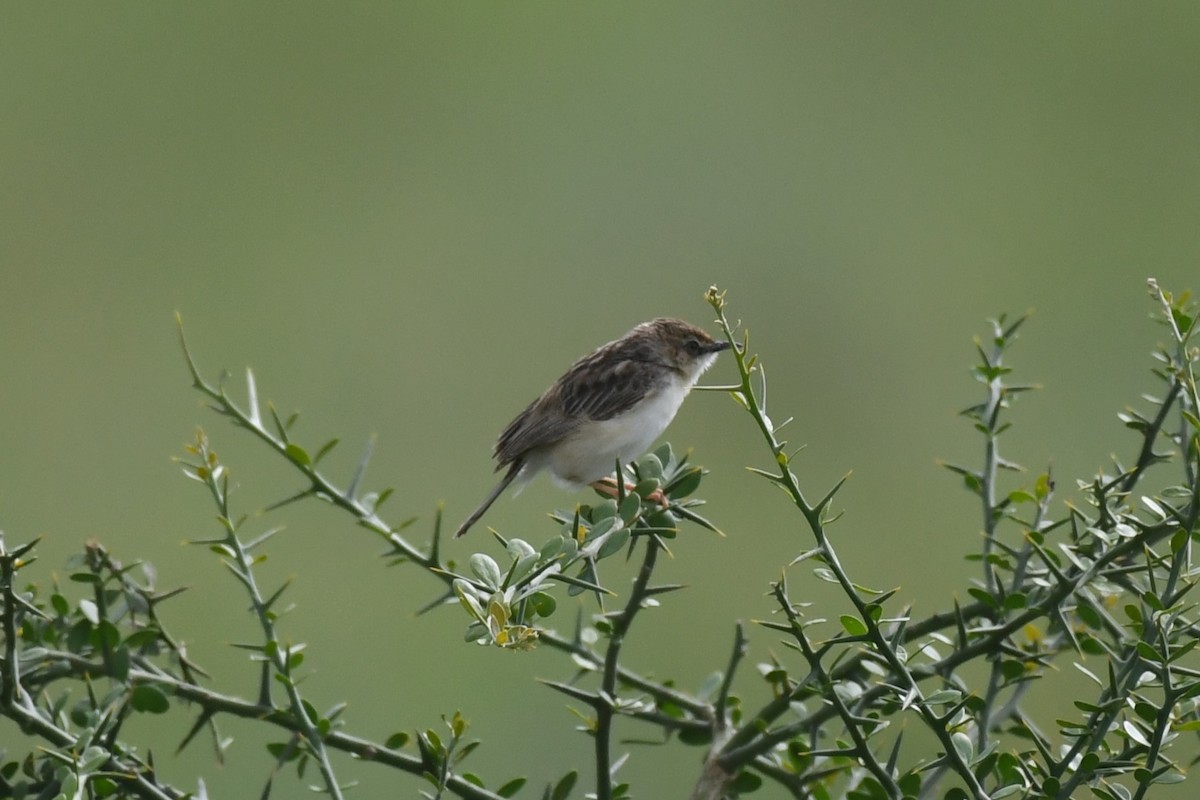 Pectoral-patch Cisticola - ML636833118