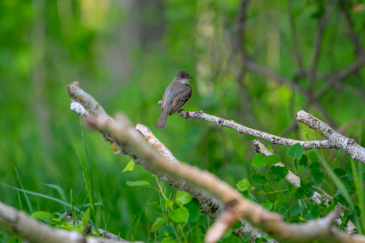 Eastern Phoebe - ML636833127