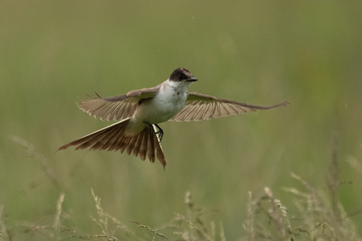 Fork-tailed Flycatcher - ML636833140