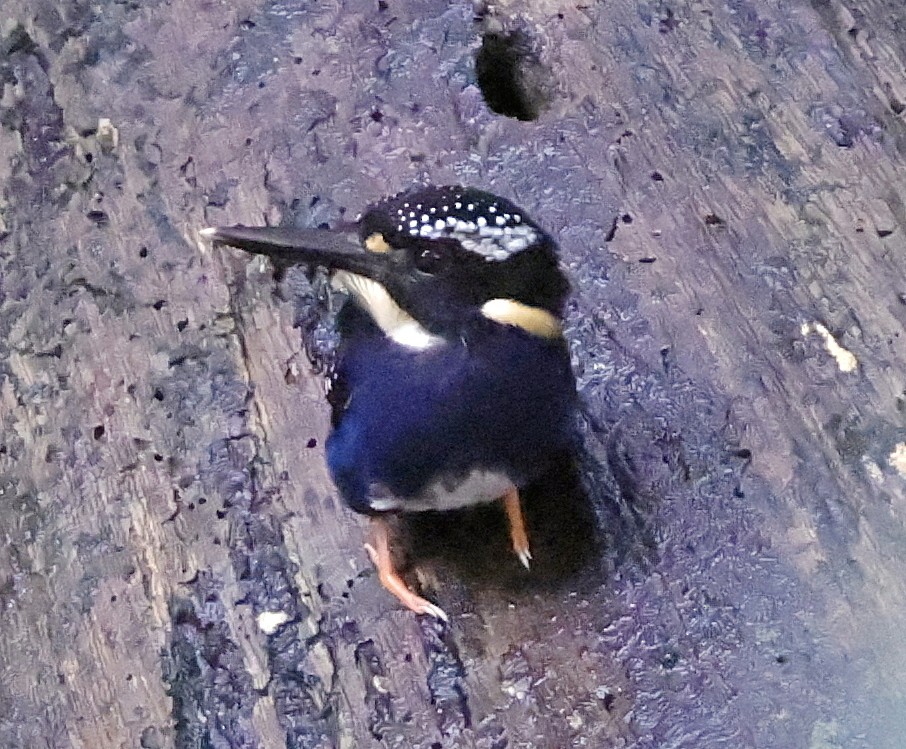 Northern Silvery-Kingfisher - ML636833174