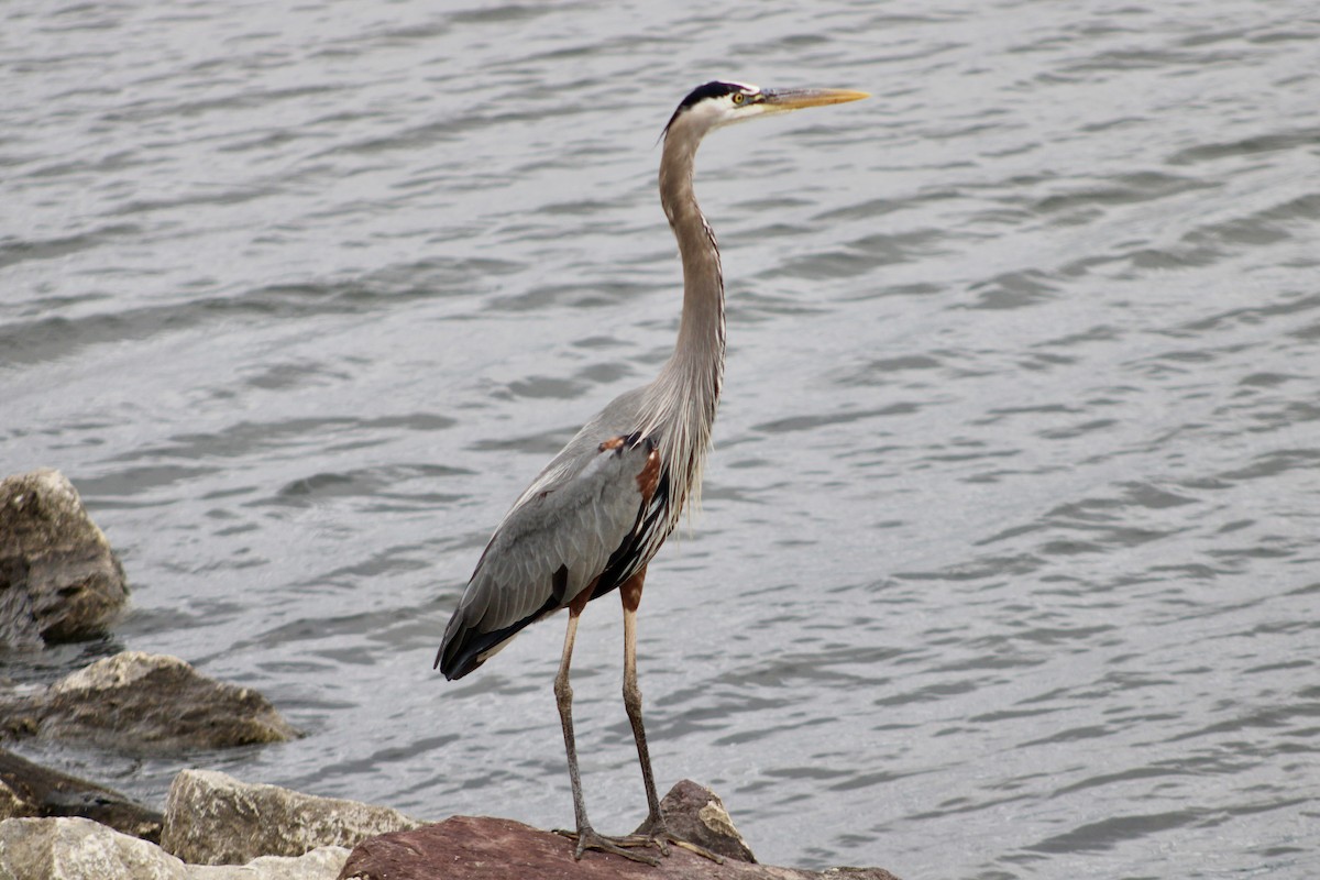 Garza Azulada - ML636833193