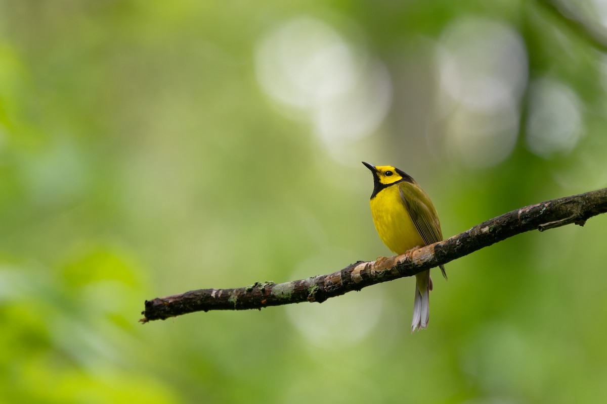 Hooded Warbler - ML636833310