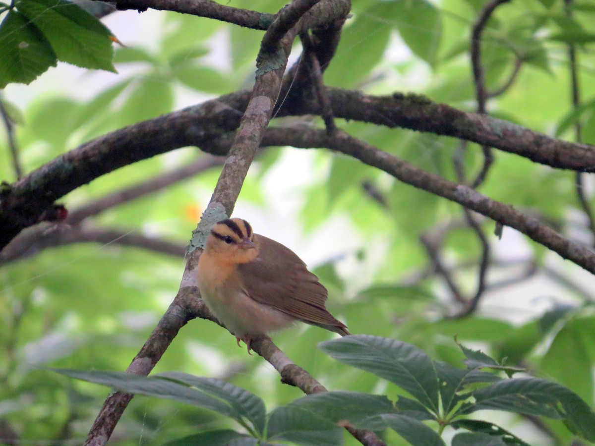 Paruline vermivore - ML636833351