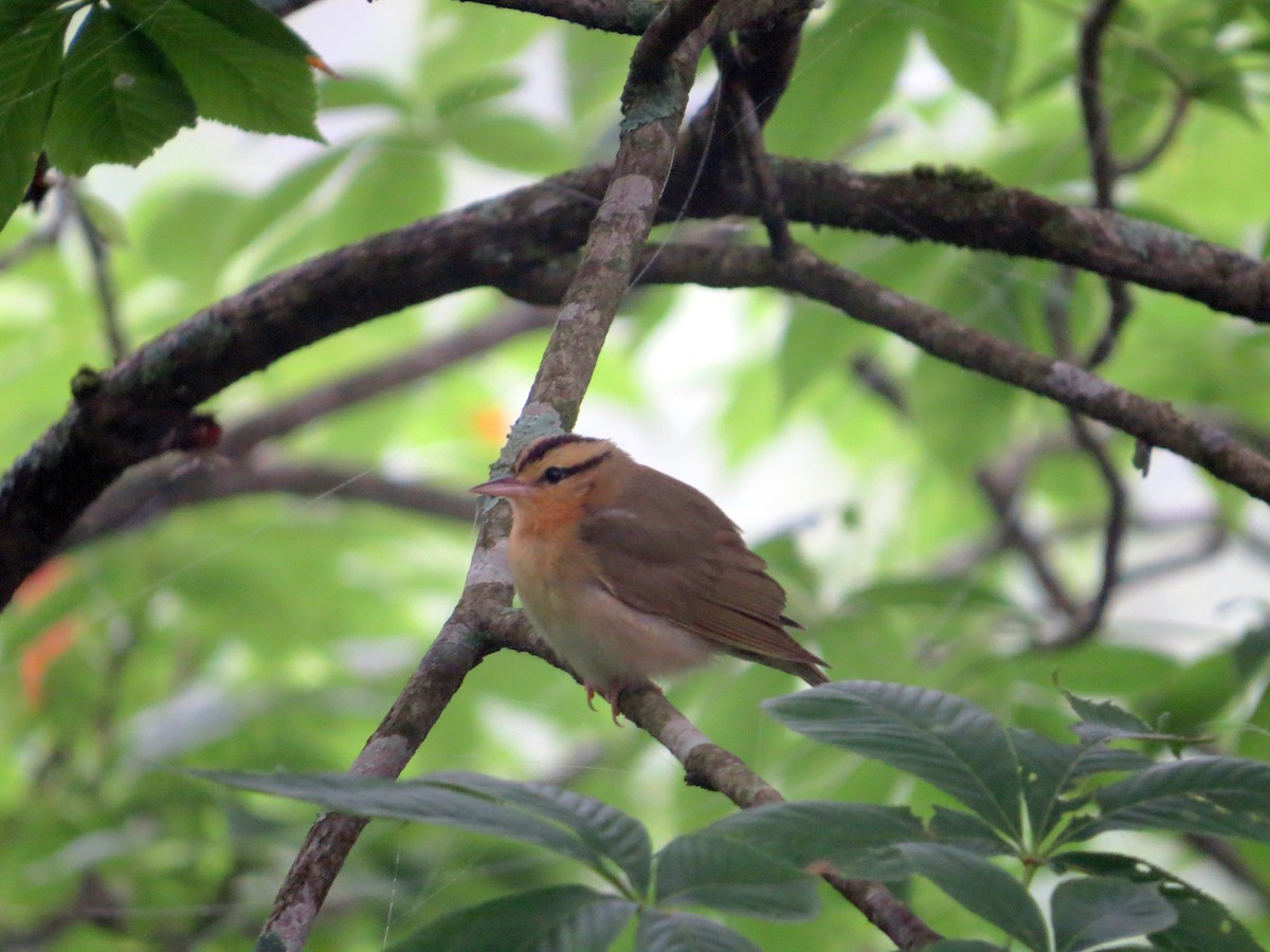 Paruline vermivore - ML636833352
