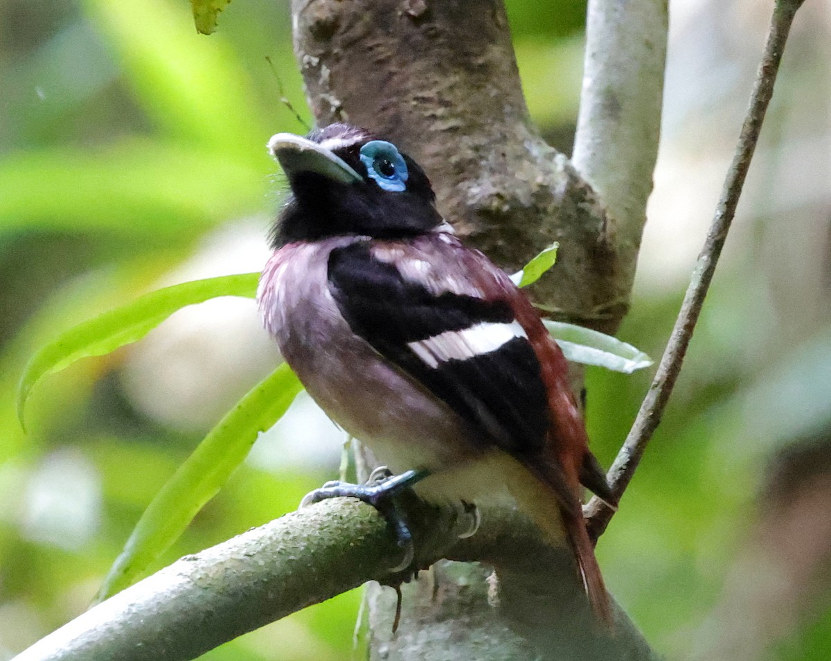 Visayan Broadbill - ML636833363