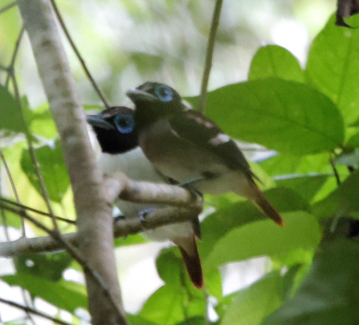 Visayan Broadbill - ML636833364