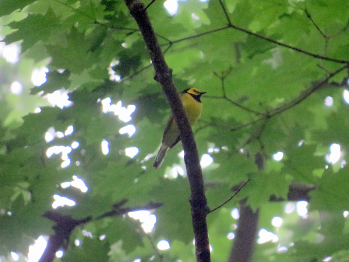 Hooded Warbler - ML636833387