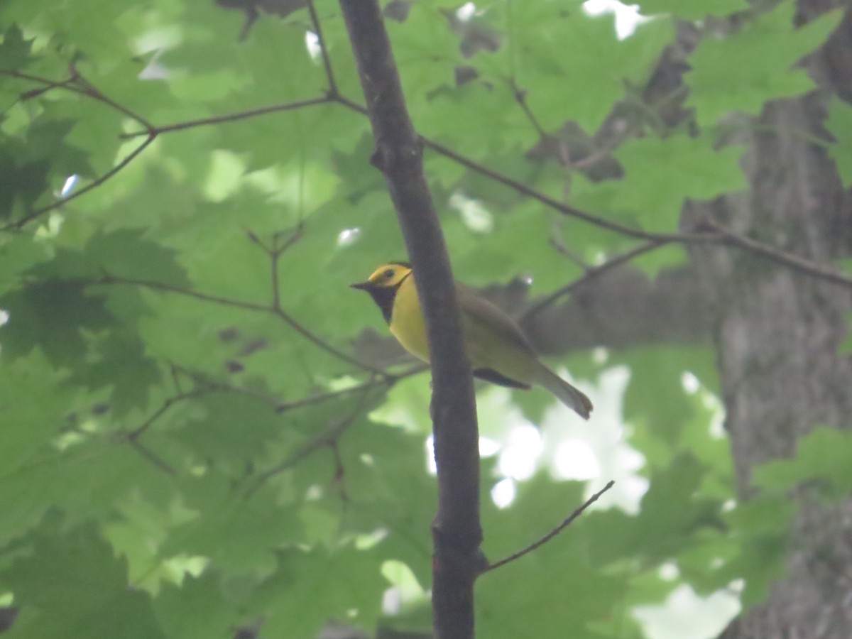 Hooded Warbler - ML636833388