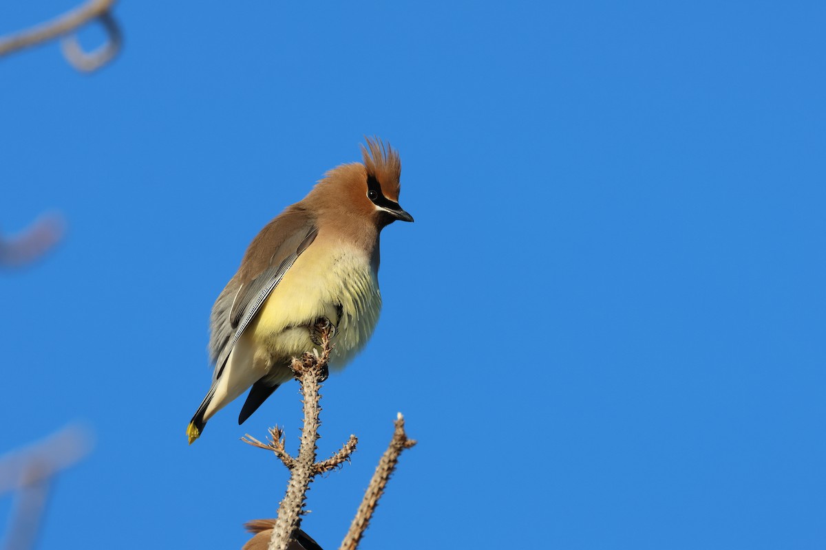 Cedar Waxwing - ML636833405