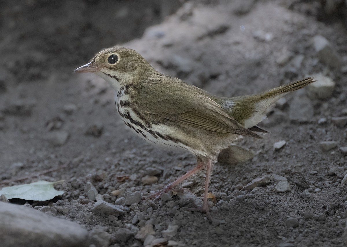 Ovenbird - ML636833419