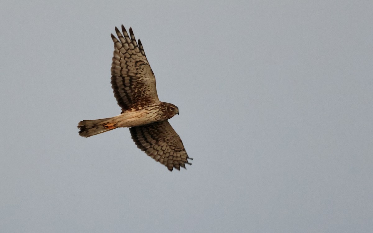 Northern Harrier - ML636833467