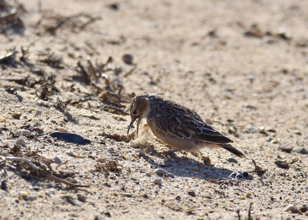 Spike-heeled Lark - ML636833489