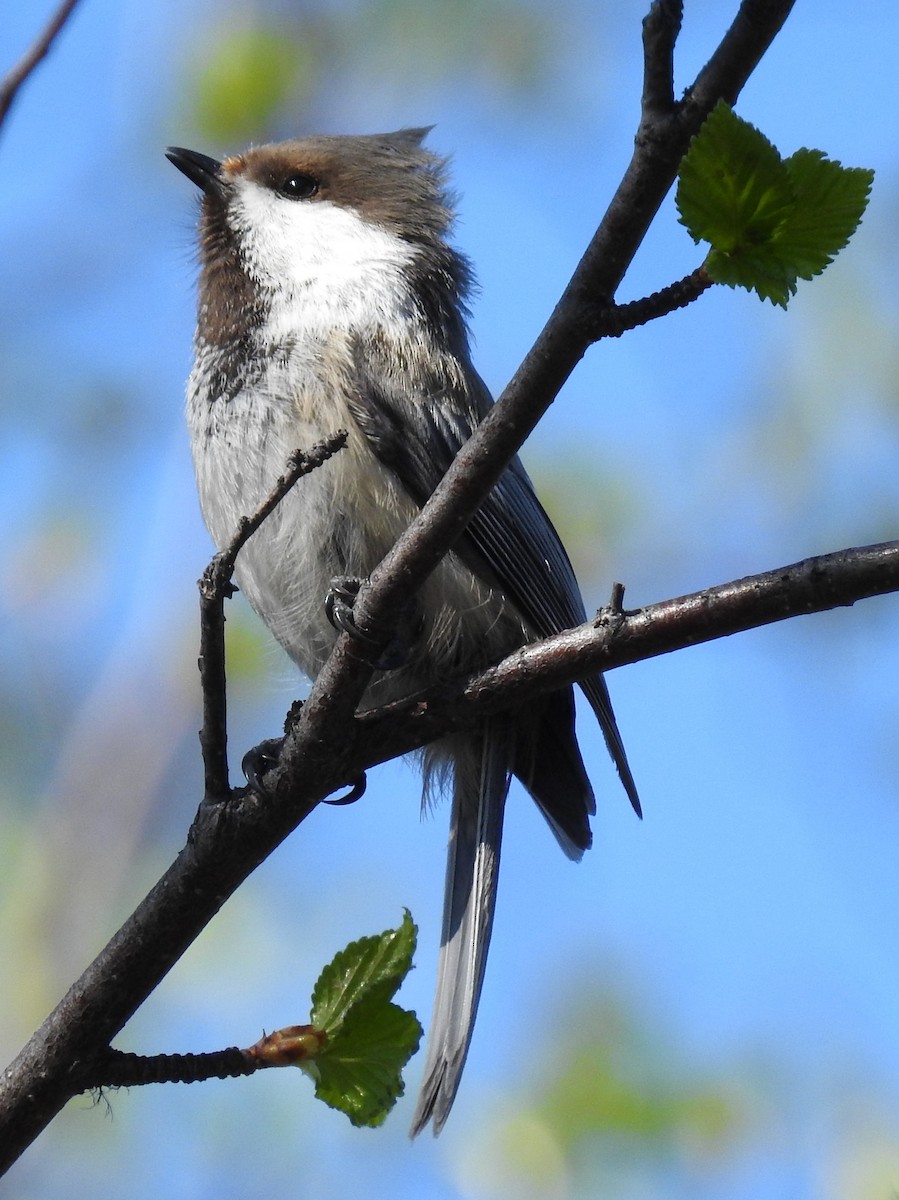 Gray-headed Chickadee - ML636833528