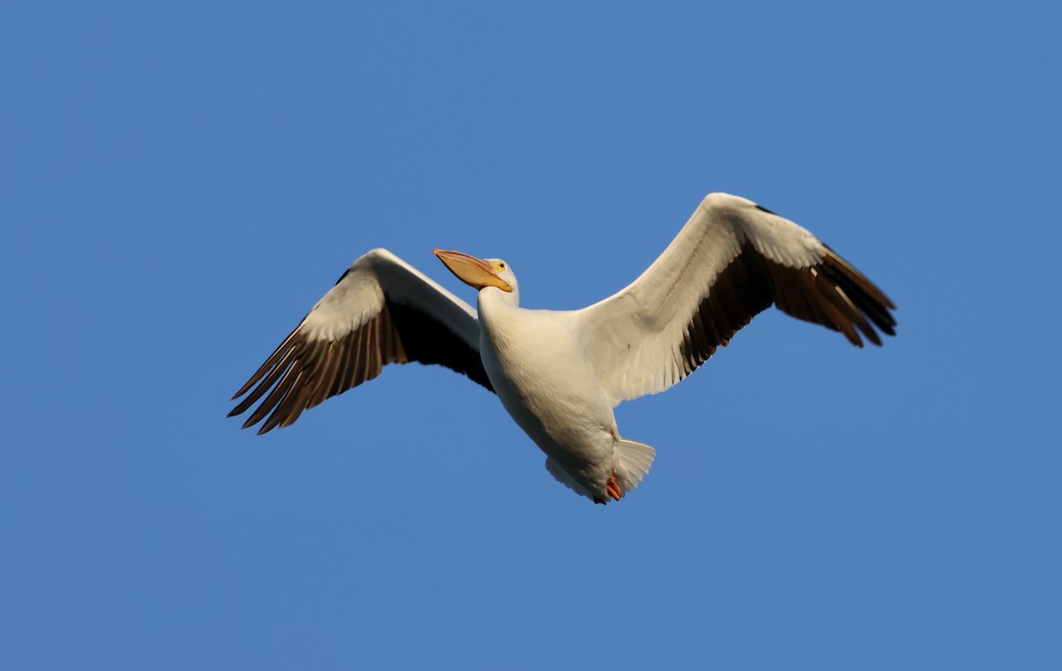 American White Pelican - ML636833556