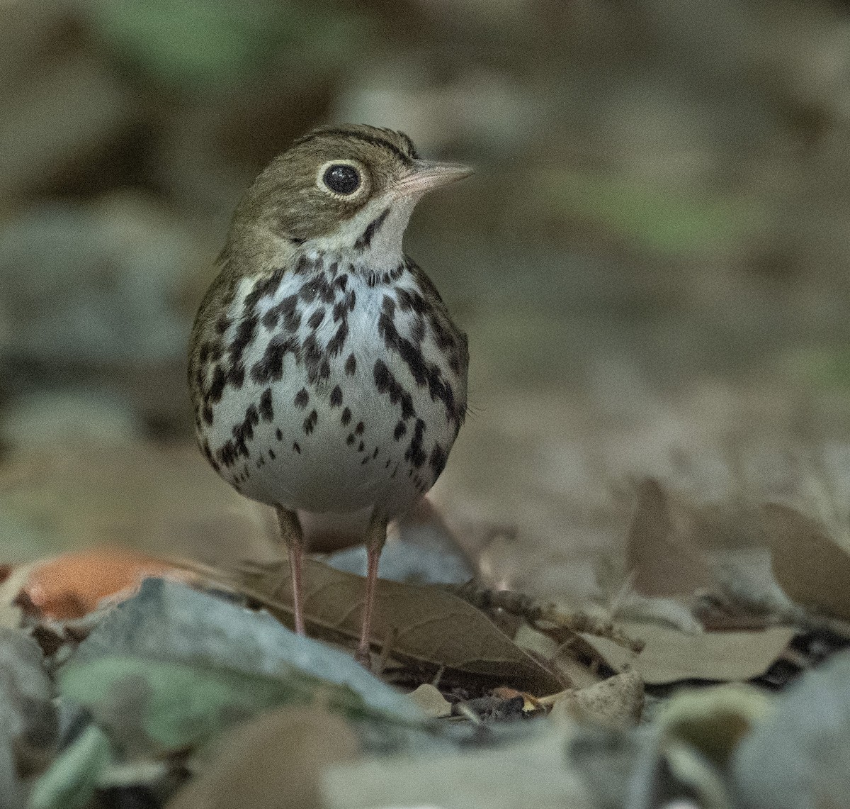 Ovenbird - ML636833566
