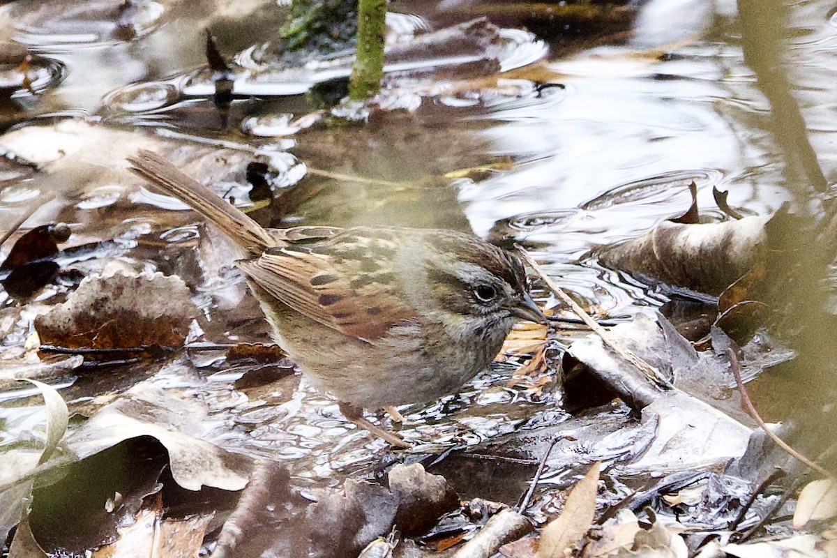 Swamp Sparrow - ML636833585