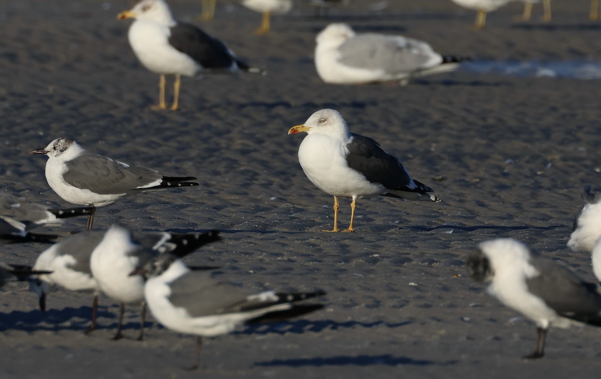 Lesser Black-backed Gull - ML636833591