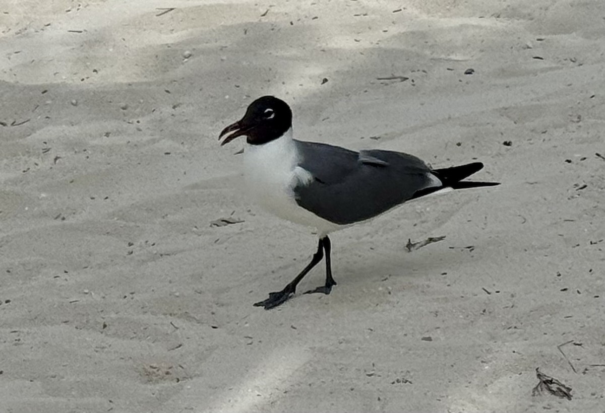 Laughing Gull - ML636833600