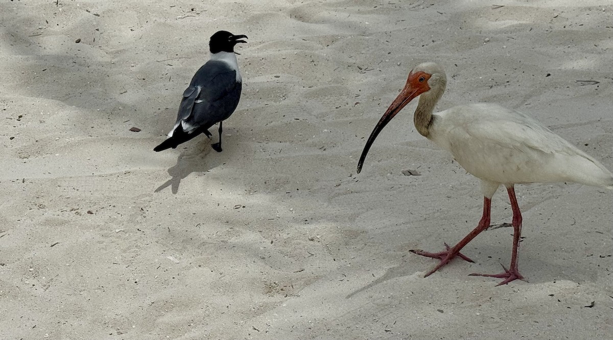 White Ibis - ML636833629