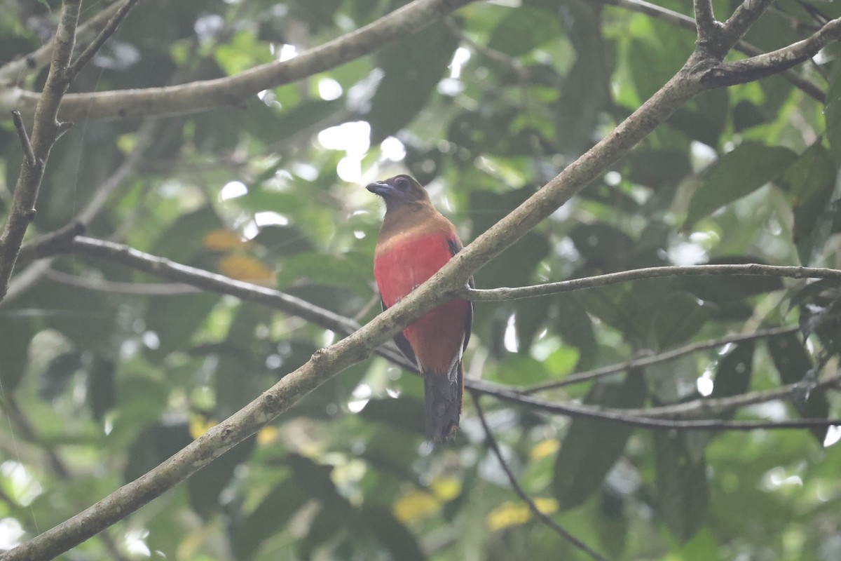 Diard's Trogon - ML636833680