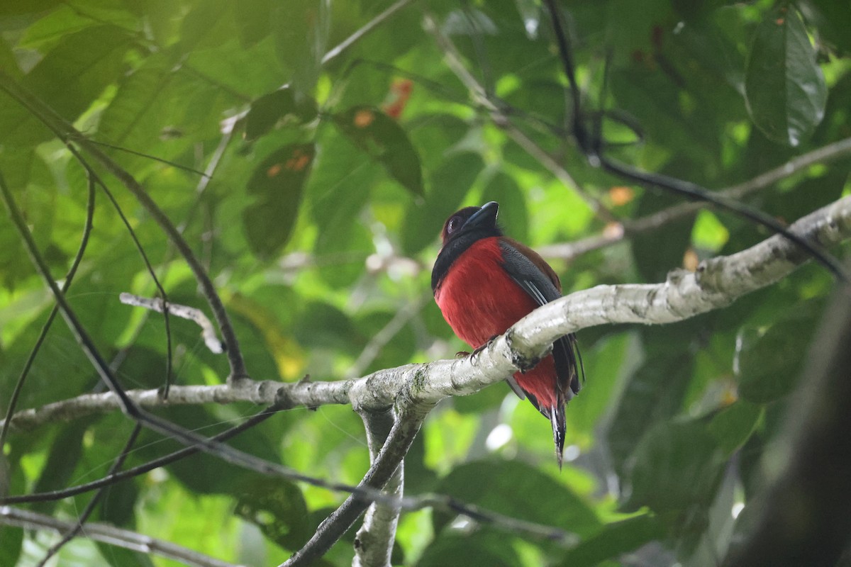 Diard's Trogon - ML636833796