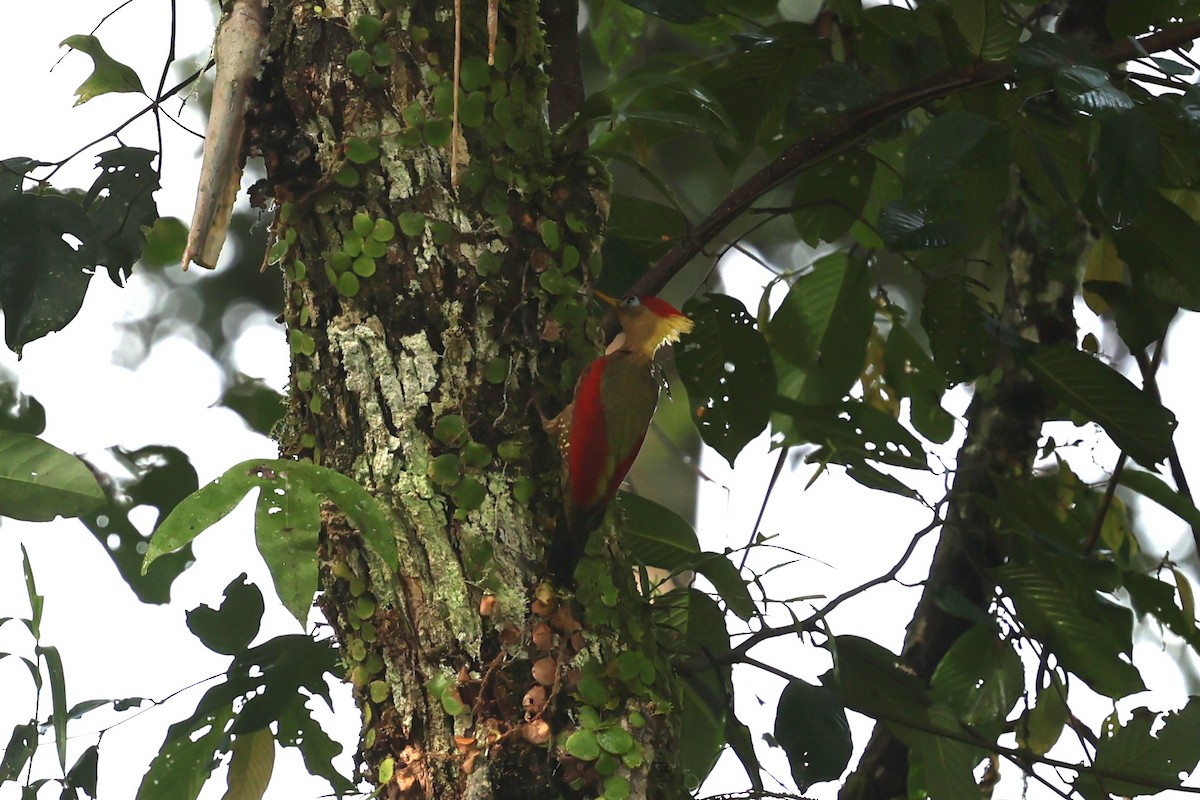 Crimson-winged Woodpecker - ML636833840
