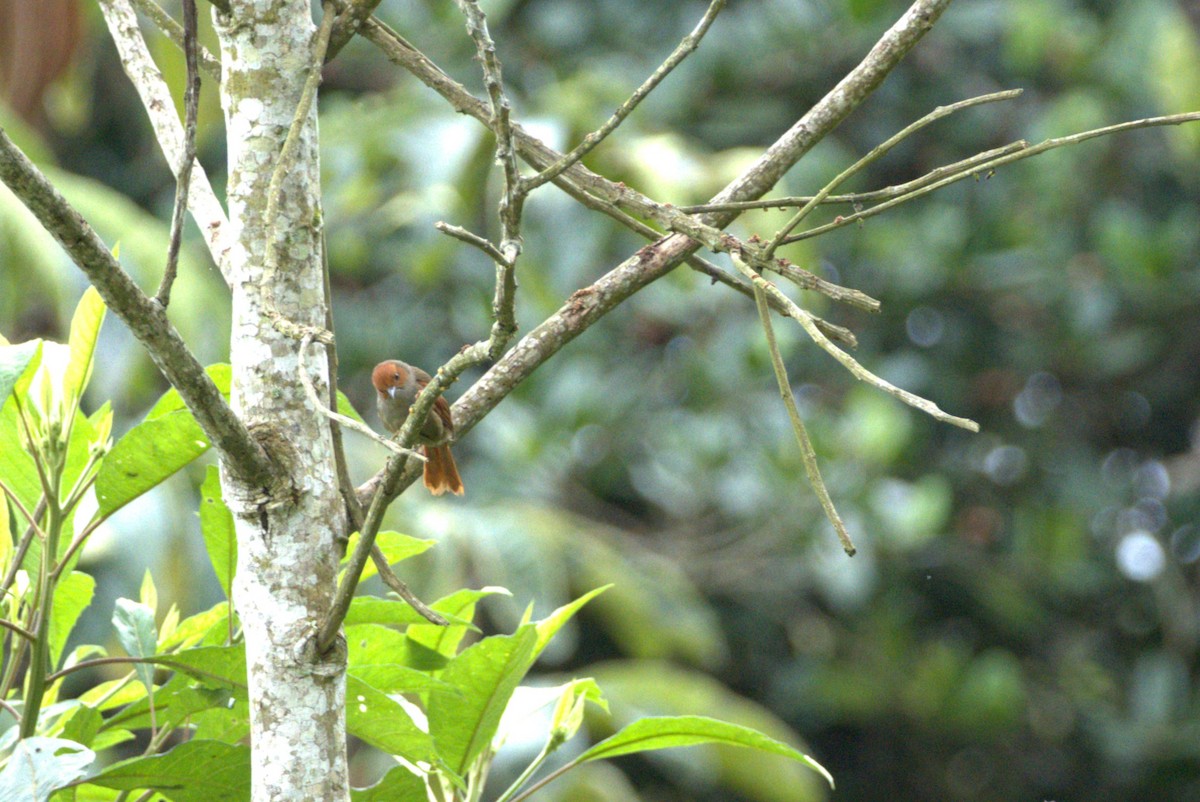 Red-faced Spinetail - ML636833922