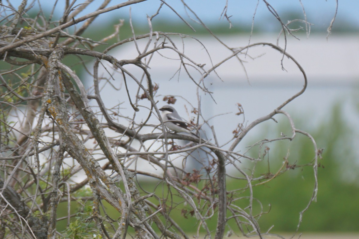 Loggerhead Shrike - ML636833998