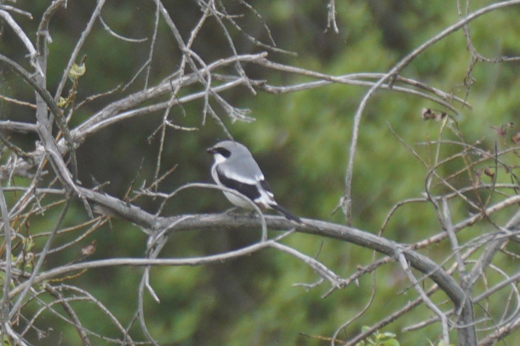 Loggerhead Shrike - ML636833999