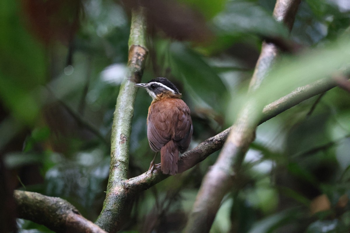 Bornean Black-capped Babbler - ML636834055