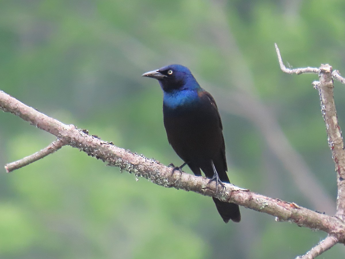 Common Grackle - ML636834071